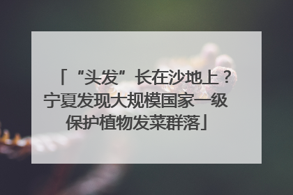 “头发”长在沙地上？宁夏发现大规模国家一级保护植物发菜群落