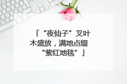 “夜仙子”叉叶木盛放，满地点缀“紫红地毯”