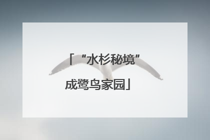 “水杉秘境”成鹭鸟家园