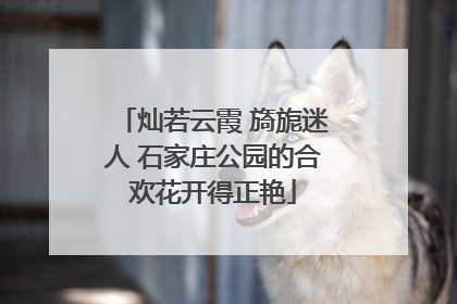 灿若云霞 旖旎迷人 石家庄公园的合欢花开得正艳