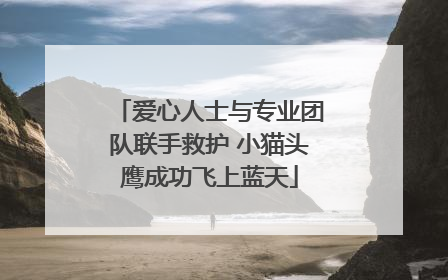 爱心人士与专业团队联手救护 小猫头鹰成功飞上蓝天
