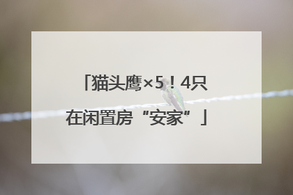 猫头鹰×5！4只在闲置房“安家”