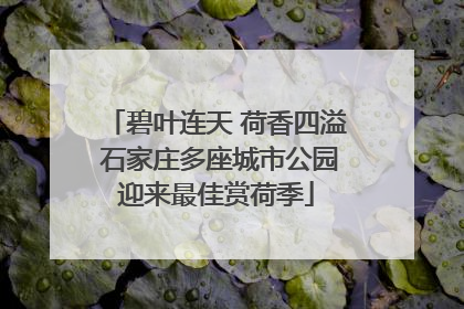 碧叶连天 荷香四溢 石家庄多座城市公园迎来最佳赏荷季