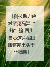 科技助力应对罕见高温“烤”验 四川自贡这片稻田即将迎来头季孕穗期