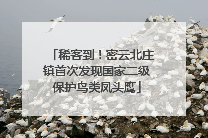 稀客到！密云北庄镇首次发现国家二级保护鸟类凤头鹰