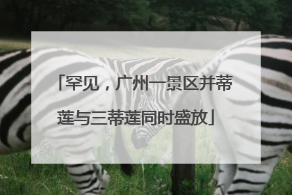 罕见，广州一景区并蒂莲与三蒂莲同时盛放