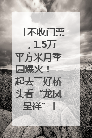 不收门票，1.5万平方米月季园爆火！一起去三好桥头看“龙凤呈祥”
