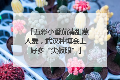 五彩小番茄清甜惹人爱，武汉种博会上好多“尖板眼”
