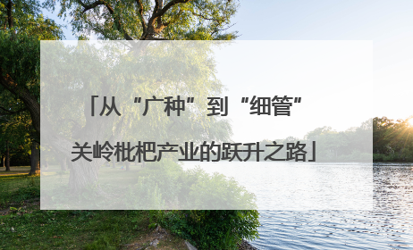 从“广种”到“细管” 关岭枇杷产业的跃升之路