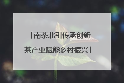 南茶北引传承创新 茶产业赋能乡村振兴