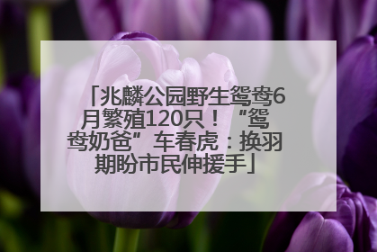 兆麟公园野生鸳鸯6月繁殖120只！“鸳鸯奶爸”车春虎：换羽期盼市民伸援手