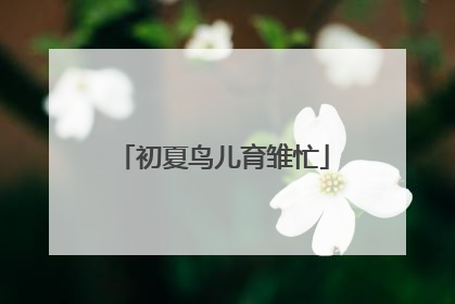 初夏鸟儿育雏忙