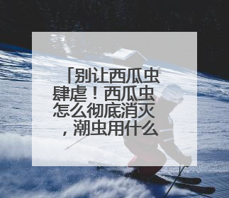 别让西瓜虫肆虐！西瓜虫怎么彻底消灭，潮虫用什么药最有效？