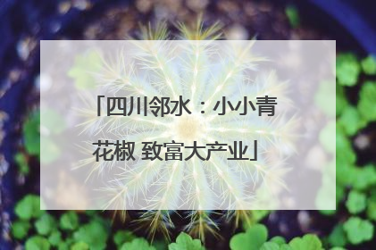 四川邻水：小小青花椒 致富大产业