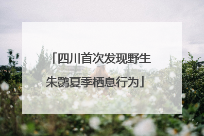 四川首次发现野生朱鹮夏季栖息行为