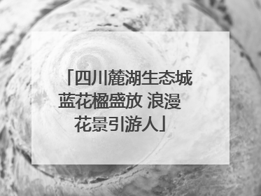 四川麓湖生态城蓝花楹盛放 浪漫花景引游人