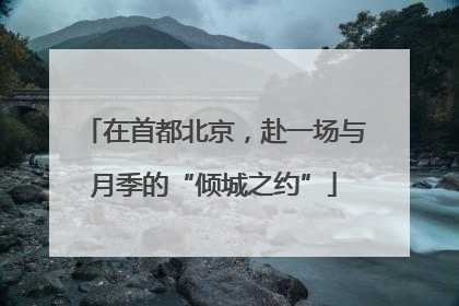 在首都北京，赴一场与月季的“倾城之约”