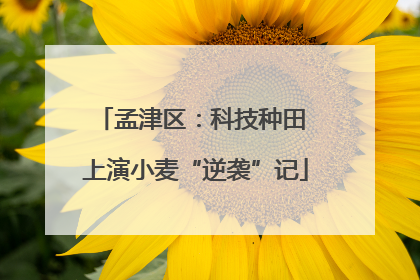 孟津区：科技种田 上演小麦“逆袭”记