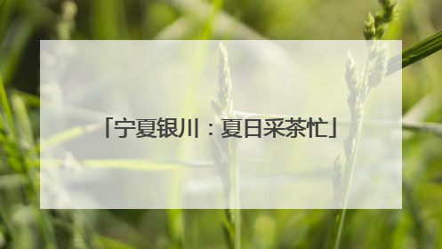宁夏银川：夏日采茶忙