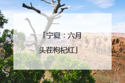 宁夏：六月头茬枸杞红
