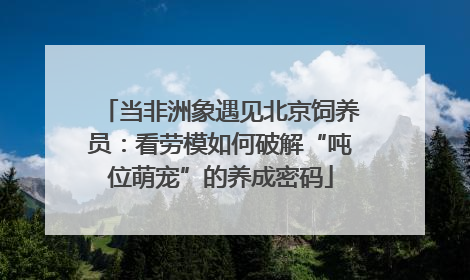 当非洲象遇见北京饲养员：看劳模如何破解“吨位萌宠”的养成密码
