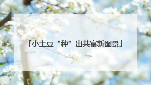 小土豆“种”出共富新图景