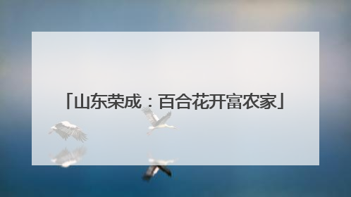 山东荣成：百合花开富农家