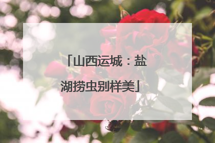 山西运城：盐湖捞虫别样美