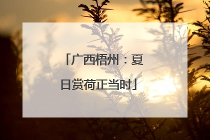 广西梧州：夏日赏荷正当时