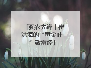 强农先锋丨崔洪海的“黄金叶”致富经