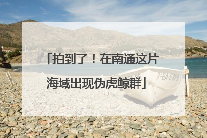拍到了！在南通这片海域出现伪虎鲸群