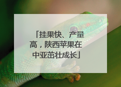 挂果快、产量高，陕西苹果在中亚茁壮成长