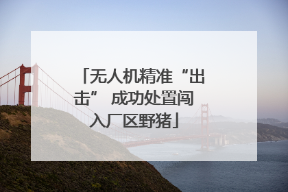 无人机精准“出击” 成功处置闯入厂区野猪