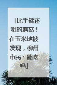 比手臂还粗的蘑菇！在玉米地被发现，柳州市民：能吃吗