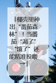椰壳里种出“番茄森林”！当番茄“渴了”“饿了”还能精准投喂→
