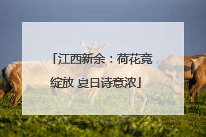 江西新余：荷花竞绽放 夏日诗意浓