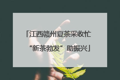 江西赣州夏茶采收忙 “新茶勃发”助振兴