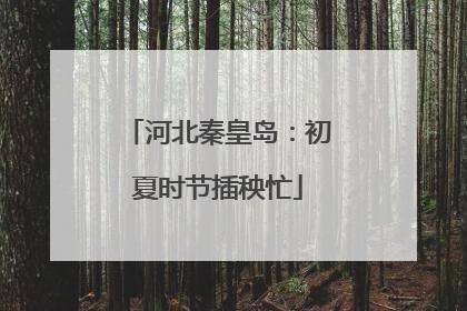 河北秦皇岛：初夏时节插秧忙