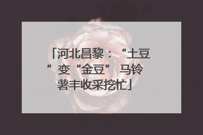 河北昌黎：“土豆”变“金豆” 马铃薯丰收采挖忙