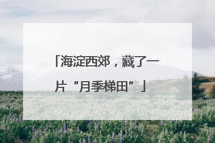 海淀西郊，藏了一片“月季梯田”