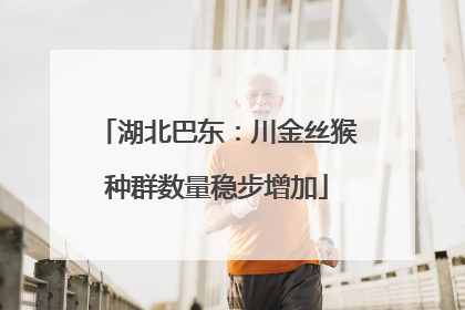 湖北巴东：川金丝猴种群数量稳步增加