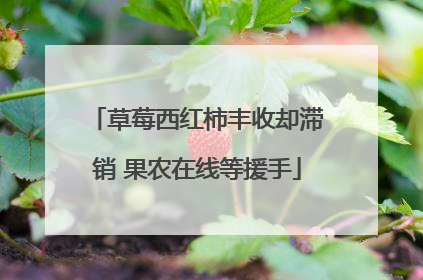 草莓西红柿丰收却滞销 果农在线等援手