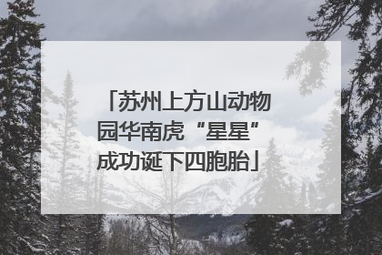 苏州上方山动物园华南虎“星星”成功诞下四胞胎