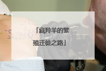 藏羚羊的繁殖迁徙之路