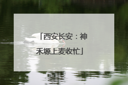 西安长安：神禾塬上麦收忙