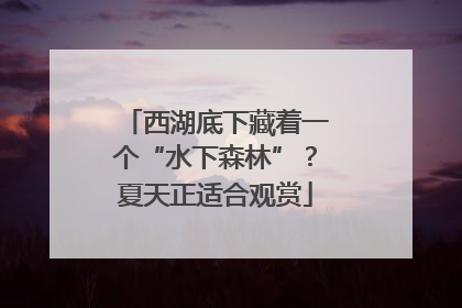 西湖底下藏着一个“水下森林”？夏天正适合观赏