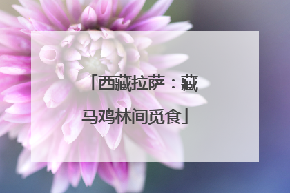 西藏拉萨：藏马鸡林间觅食
