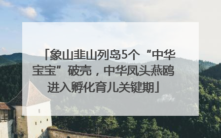 象山韭山列岛5个“中华宝宝”破壳，中华凤头燕鸥进入孵化育儿关键期
