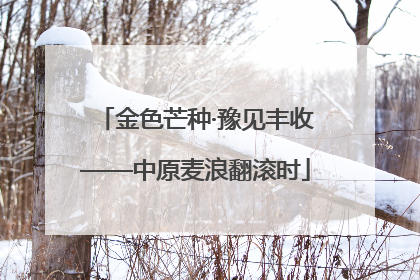 金色芒种·豫见丰收——中原麦浪翻滚时