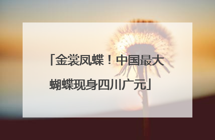 金裳凤蝶！中国最大蝴蝶现身四川广元